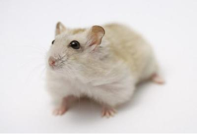 “熊猫体育”中甲5队有望冲超:俩降级球队太强势,黄海处境微妙(附积分榜)