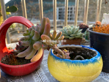 中乙昆山FC官宣德拉甘任新帅 唐京辞去主教练职务【xiongmao体育】(图4) 熊猫体育