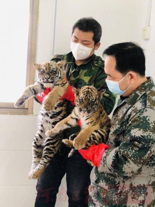 xiongmao体育-
洛阳再添两只华南虎！点击检察华南虎幼崽“干饭”视频(图4)